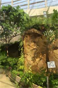 傲世狂医后续+番外