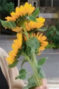 死在清明节当天最完整版