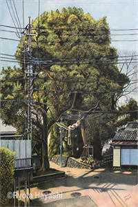身本布衣番外